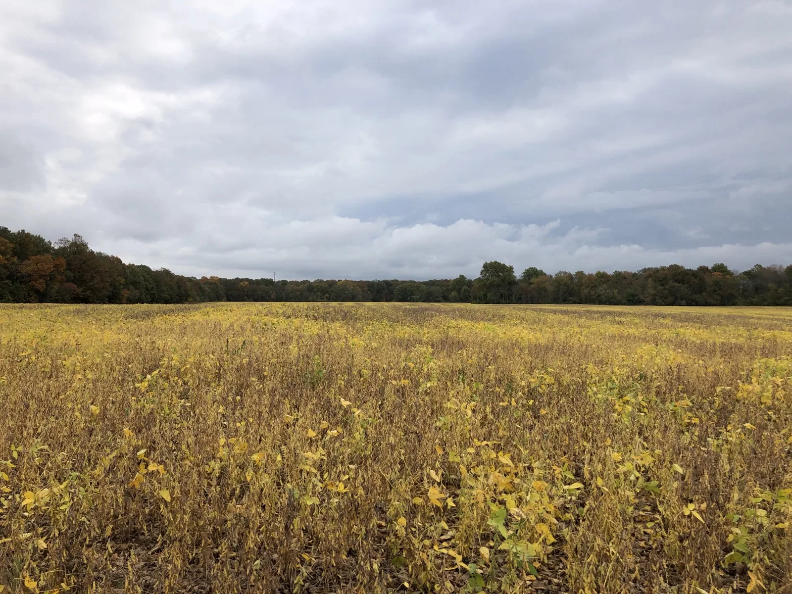 An open field along Gloucester County Route 553 near Whig Lane in Elk Township