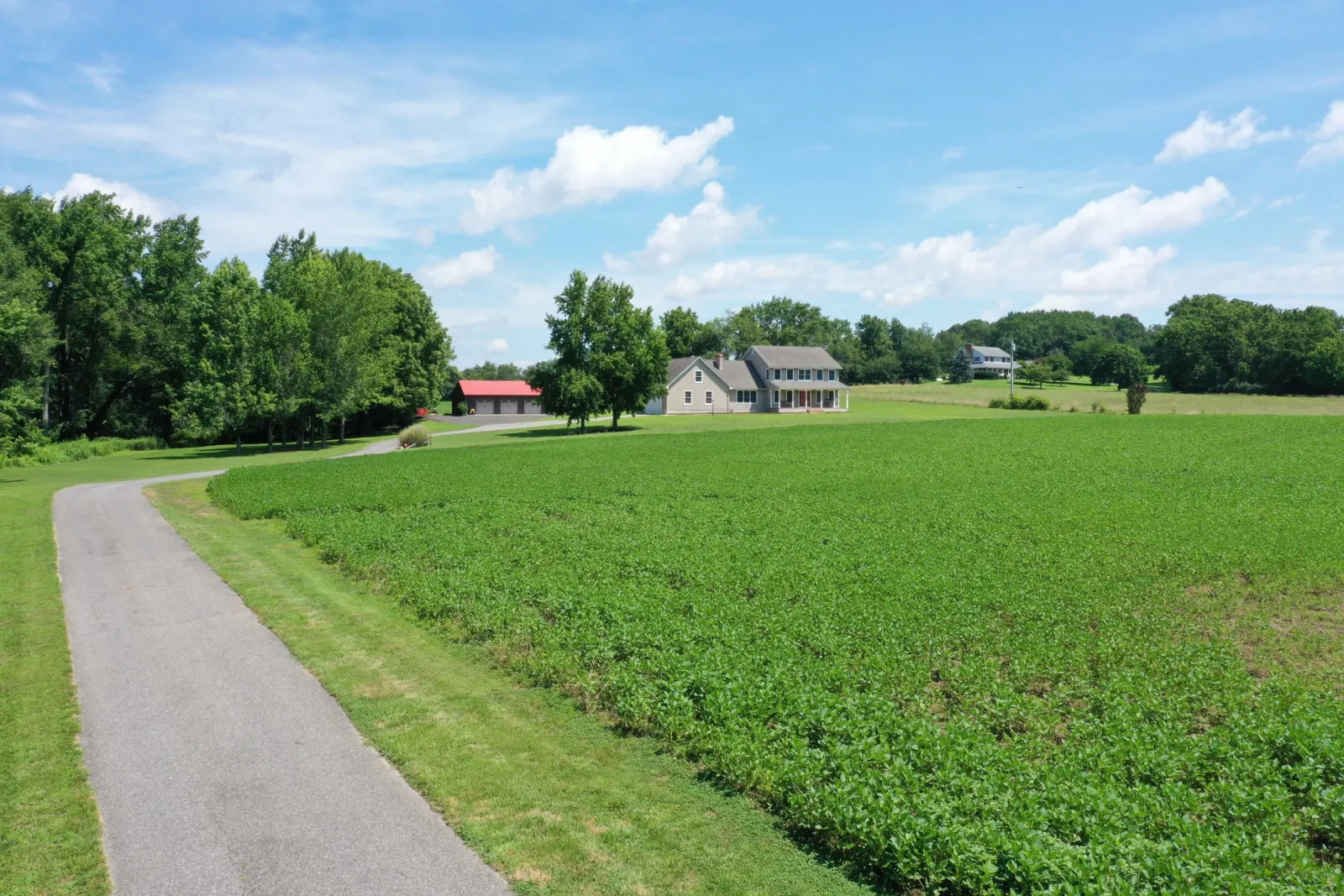 A crop field with a lane running back to a farmhouse and barn